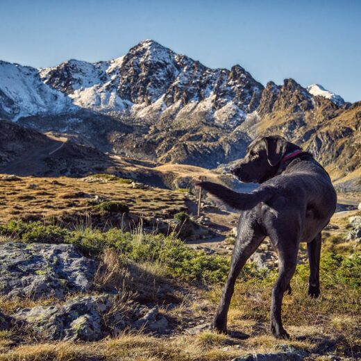 Normare il mondo di educatori cinofili e dog sitter