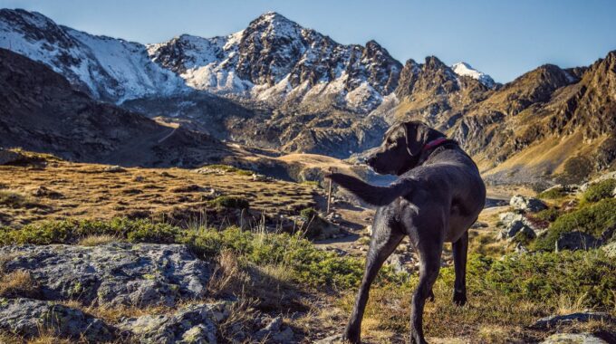 Normare il mondo di educatori cinofili e dog sitter