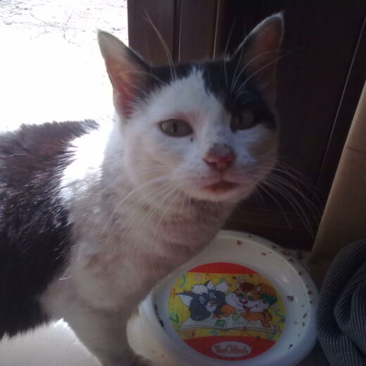 Stop prezzi folli: servono medicine grati (o quasi) per gli animali