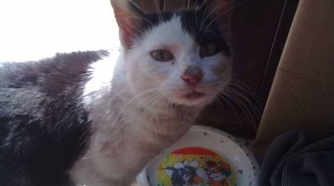 Stop prezzi folli: servono medicine grati (o quasi) per gli animali