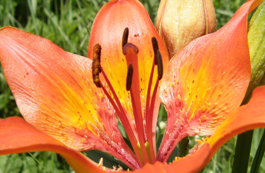 Un parco naturale sul Poro (VV). Per vivere meglio