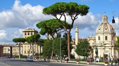 Stop al taglio degli alberi ad alto fusto a Roma: fermiamo la strage