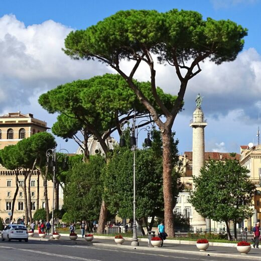 Stop al taglio degli alberi ad alto fusto a Roma: fermiamo la strage